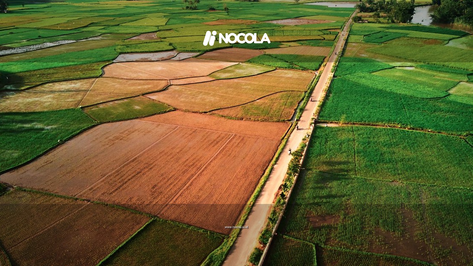 Stunning aerial view of paddy fields in Payakumbuh, Indonesia, showcasing lush greenery and rural landscapes.