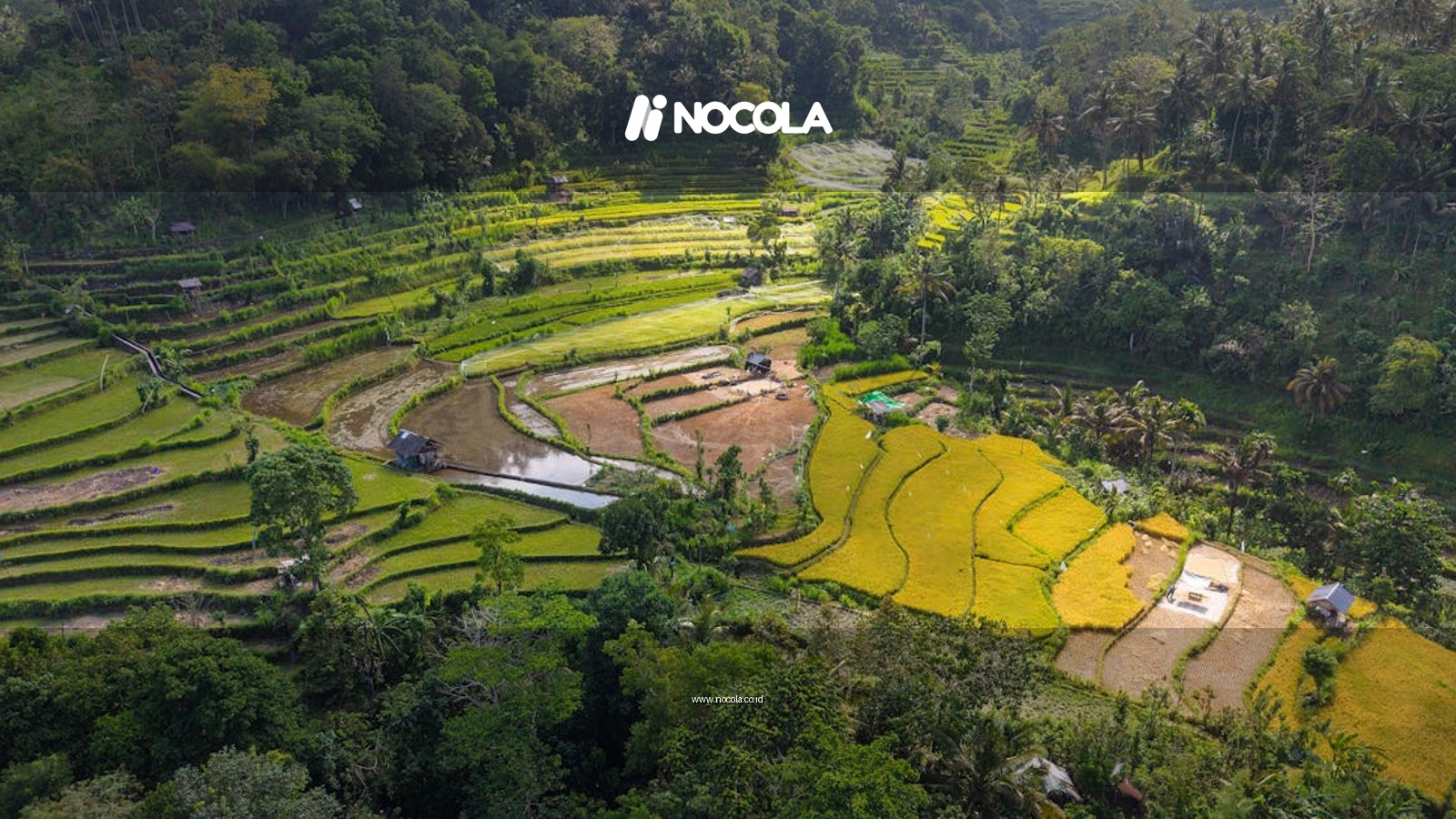 A stunning aerial view of vibrant rice terraces in Bali, Indonesia.